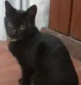 Lico