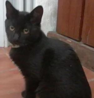 Gato raça  idade 2 a 6 meses nome Lico