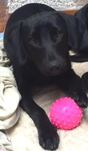 Cachorro ra a SRD idade 7 a 11 meses nome Malú