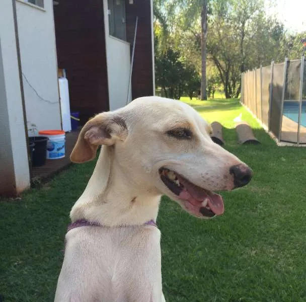 Cachorro ra a SRD idade 1 ano nome Zito