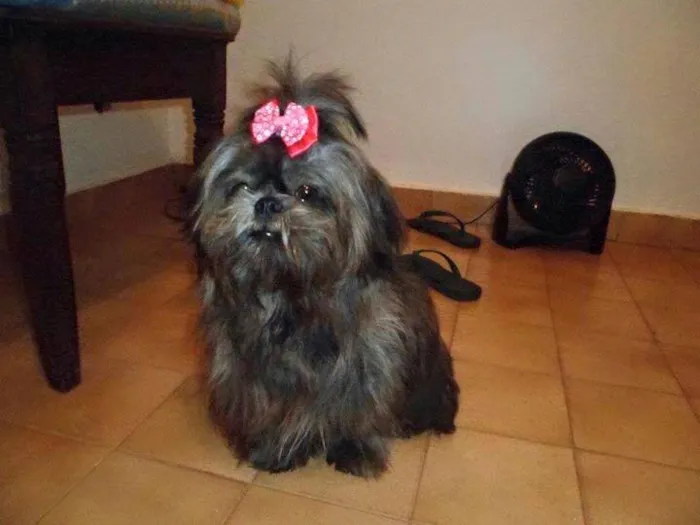 Cachorro ra a Shitzu idade 4 anos nome Nina GRATIFICA