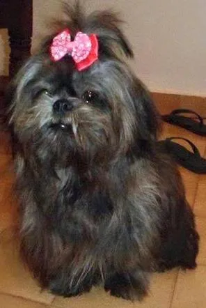 Cachorro ra a Shitzu idade 4 anos nome Nina GRATIFICA