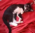 Sapeca e manu