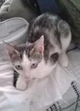 Sapeca e manu