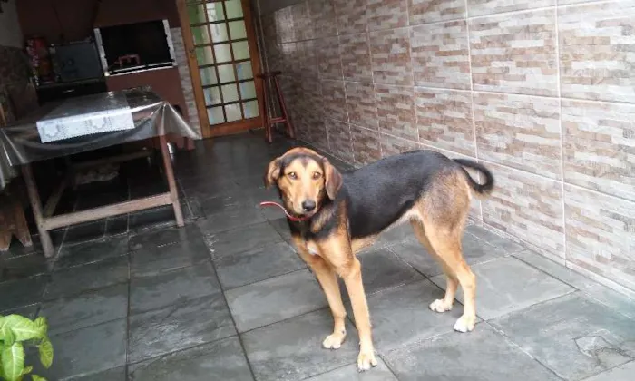 Cachorro ra a vira lata idade 2 anos nome menina