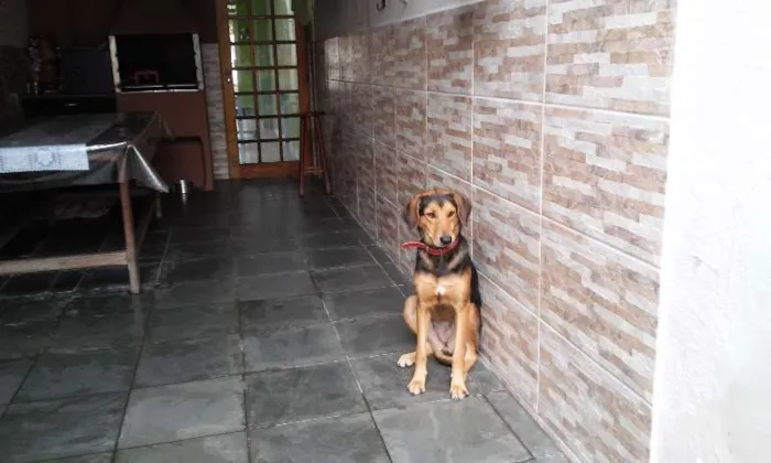 Cachorro ra a vira lata idade 2 anos nome menina