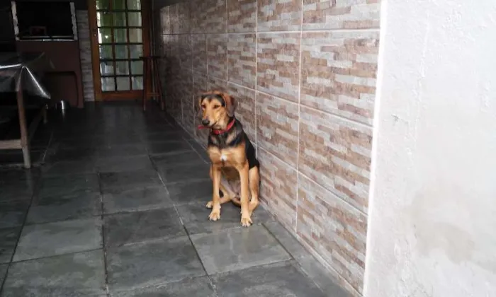 Cachorro ra a vira lata idade 2 anos nome menina