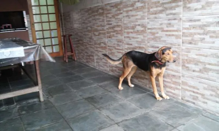 Cachorro ra a vira lata idade 2 anos nome menina
