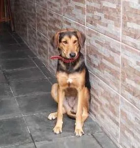 Cachorro ra a vira lata idade 2 anos nome menina
