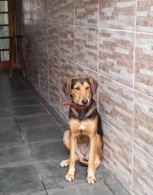 Cachorro ra a vira lata idade 2 anos nome menina