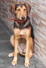 Cachorro ra a vira lata idade 2 anos nome menina