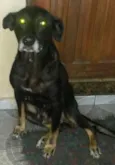 Preta
