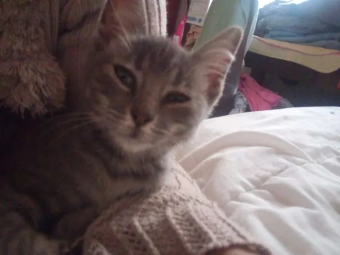 Gato ra a Indefinida  idade 2 a 6 meses nome Aranha 