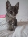 Aranha 
