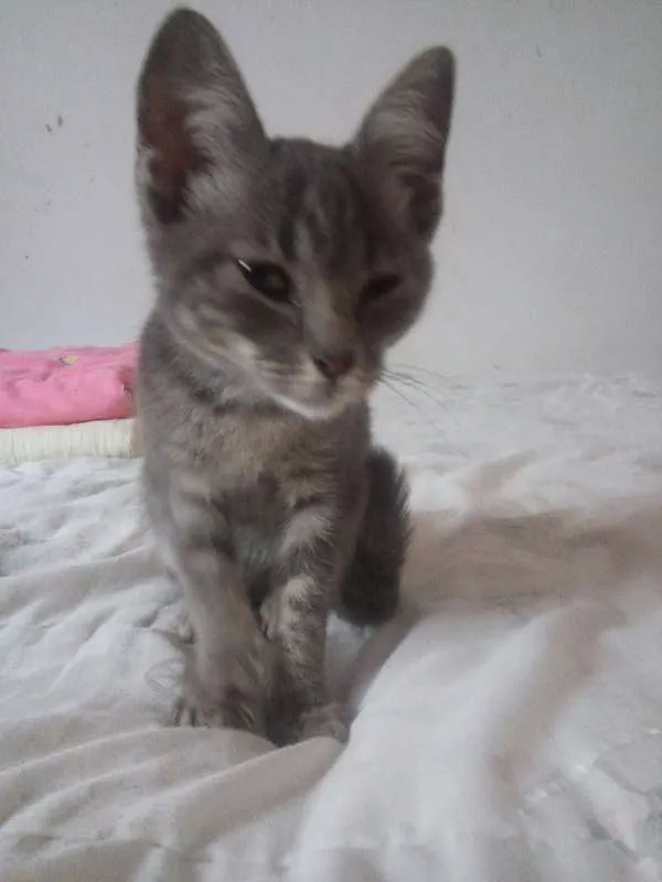 Gato ra a Indefinida  idade 2 a 6 meses nome Aranha 