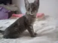 Aranha 
