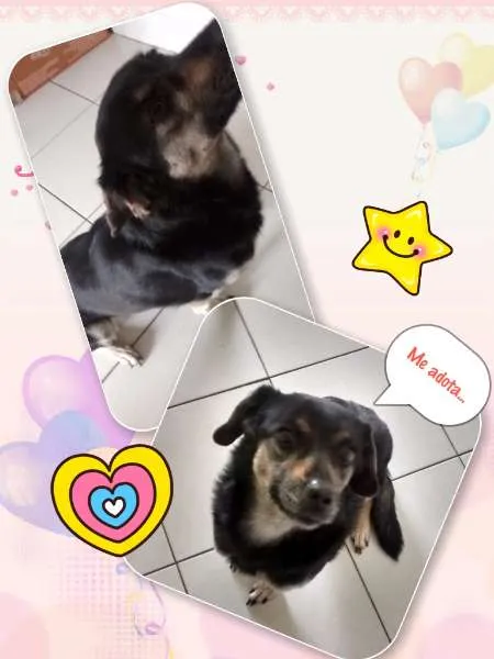 Cachorro ra a Srd idade 4 anos nome Crystal