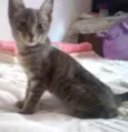 Aranha 