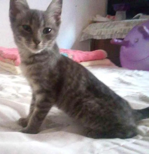 Gato ra a Indefinida  idade 2 a 6 meses nome Aranha 