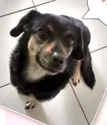 Cachorro ra a Srd idade 4 anos nome Crystal