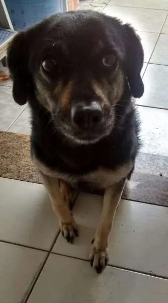 Cachorro ra a Srd idade 4 anos nome Crystal