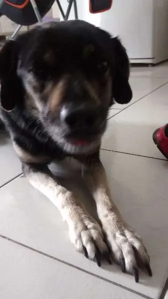 Cachorro ra a Srd idade 4 anos nome Crystal