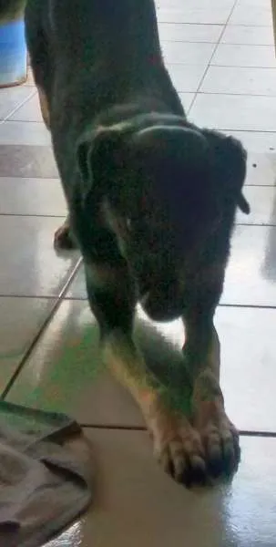 Cachorro ra a Srd idade 4 anos nome Crystal