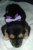 lilica