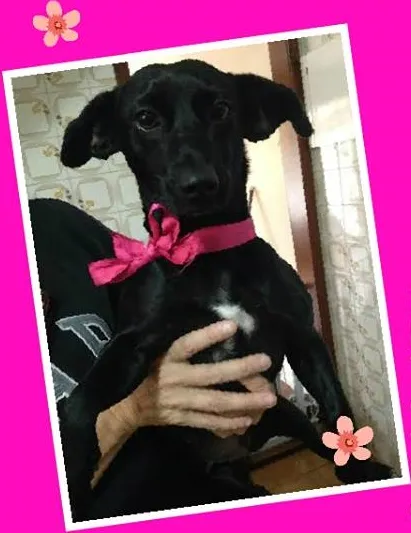 Cachorro ra a SRD idade 2 anos nome Nina - porte pequeno