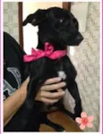 Nina - porte pequeno