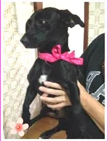 Cachorro raça SRD idade 2 anos nome Nina - porte pequeno