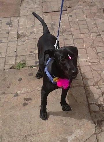 Cachorro ra a Indefinida idade 7 a 11 meses nome Ayla