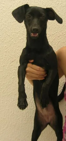 Cachorro ra a Indefinida idade 7 a 11 meses nome Ayla