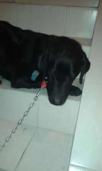 Cachorro ra a Labrador idade 4 anos nome Preta