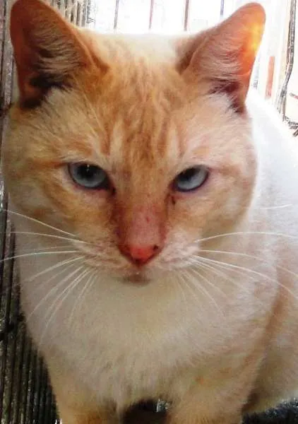 Gato ra a SRD idade  nome Gandhi