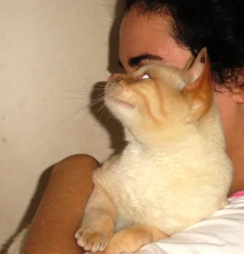 Gato ra a SRD idade  nome Gandhi