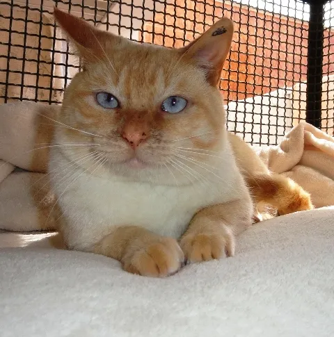 Gato ra a SRD idade  nome Gandhi
