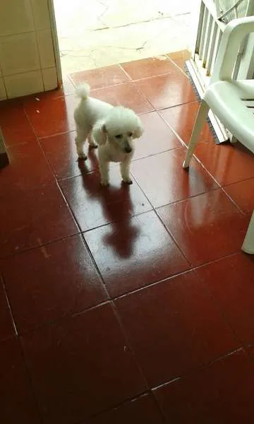 Cachorro ra a POODLE idade 6 ou mais anos nome RICKI GRATIFICA