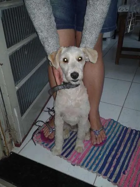 Cachorro ra a Desconhecida  idade 7 a 11 meses nome Alemão