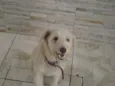 Alemão