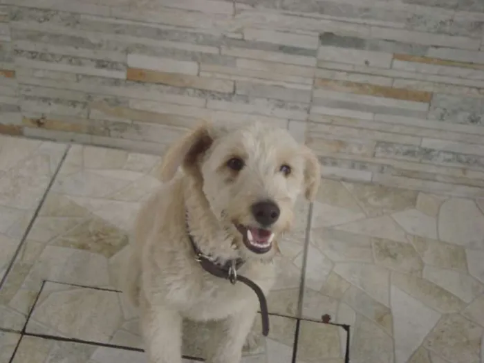 Cachorro ra a Desconhecida  idade 7 a 11 meses nome Alemão