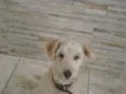 Alemão