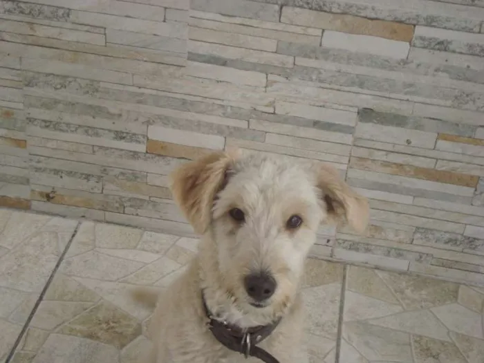 Cachorro ra a Desconhecida  idade 7 a 11 meses nome Alemão