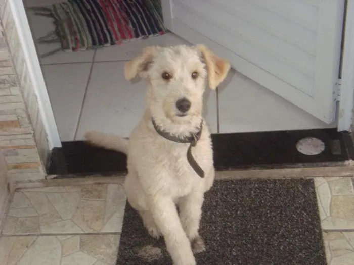 Cachorro ra a Desconhecida  idade 7 a 11 meses nome Alemão