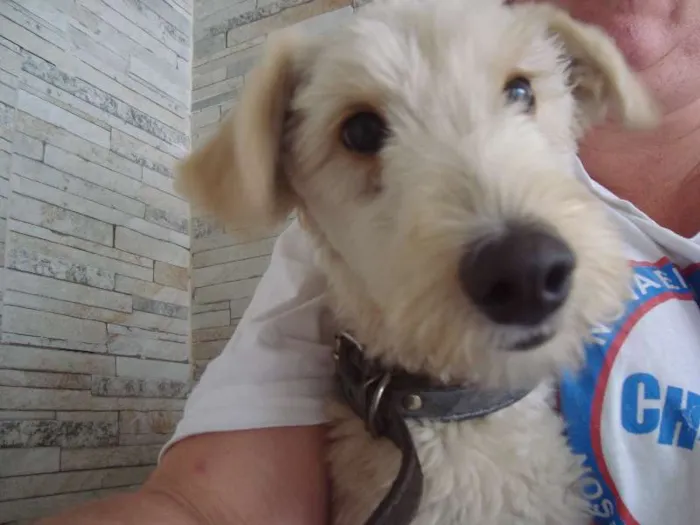Cachorro ra a Desconhecida  idade 7 a 11 meses nome Alemão