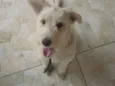 Alemão