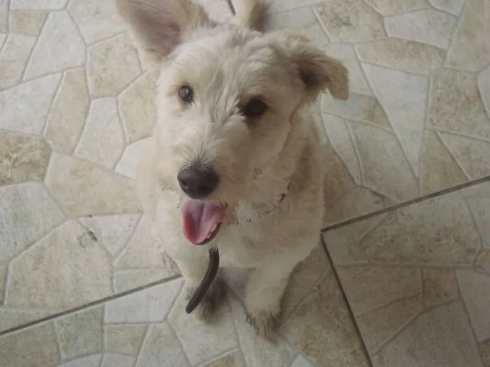 Cachorro ra a Desconhecida  idade 7 a 11 meses nome Alemão