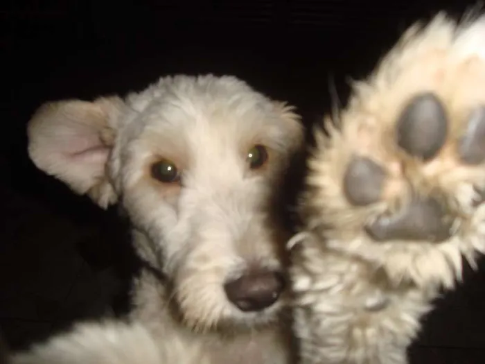 Cachorro ra a Desconhecida  idade 7 a 11 meses nome Alemão