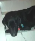 Preta