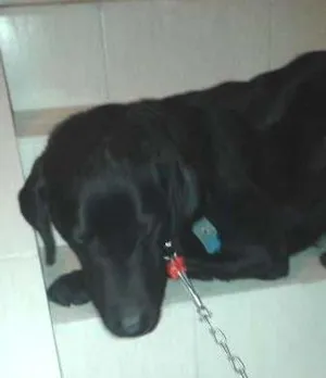 Cachorro raça Labrador idade 4 anos nome Preta